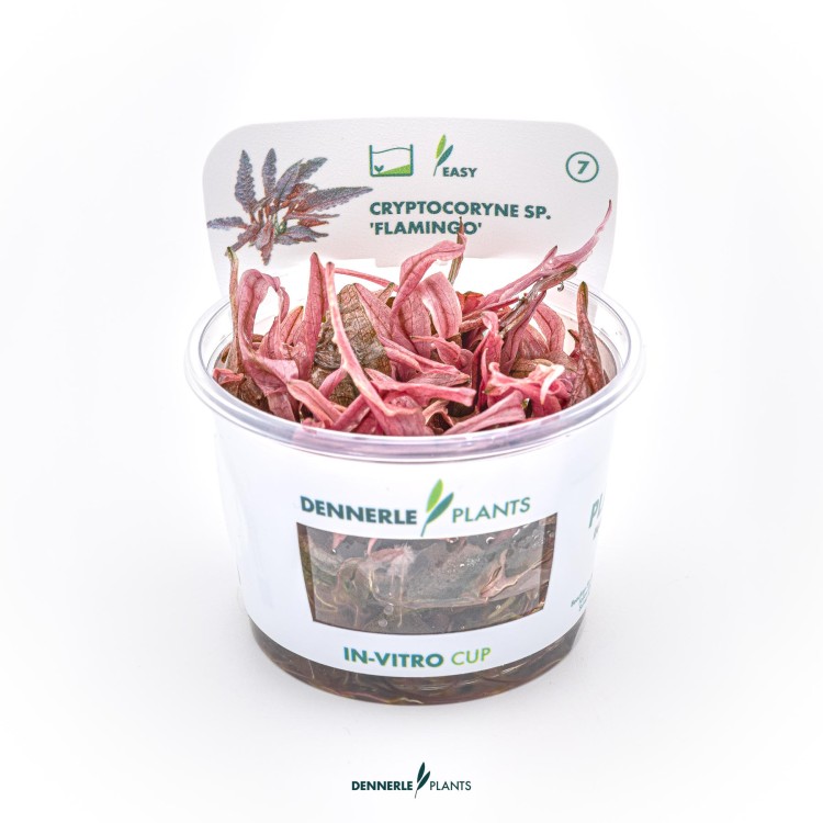 Planta acvariu Cryptocoryne wendtii Flamingo In Vitro Dennerle - imagine 5